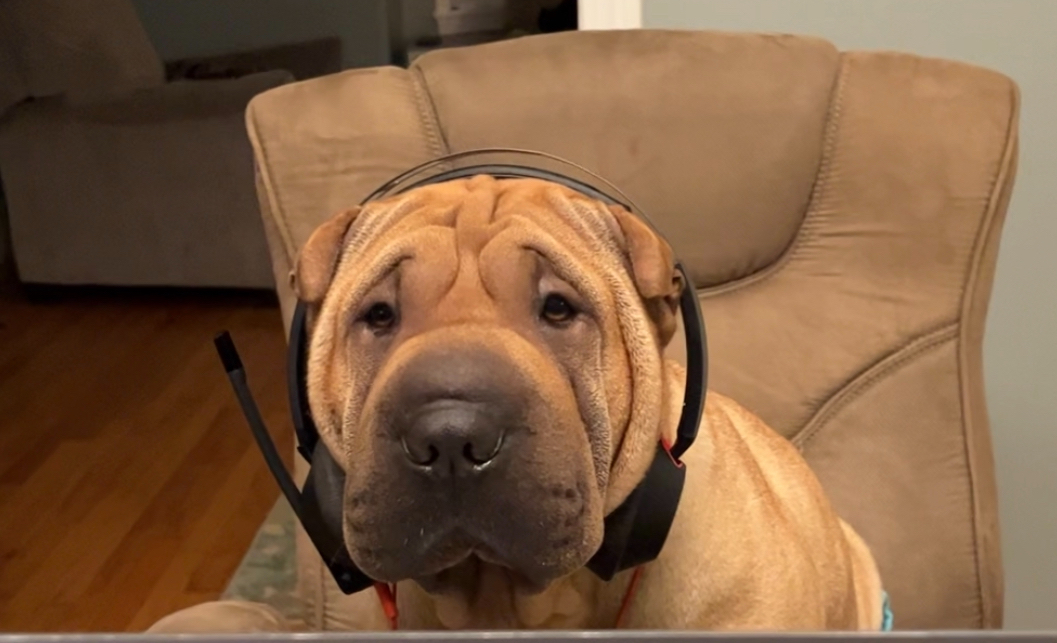 Shar Pei dog with headphones